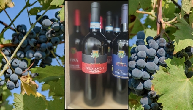 Cantine Fina | Nero d'Avola da 75cl